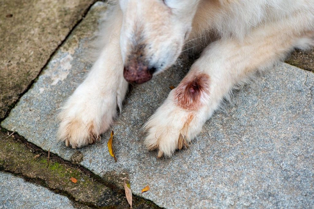 Un vieux chien beige qui a des parasites à ses pattes et se lèche les pattes.