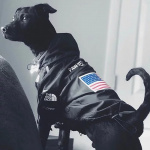 Veste imperméable pour chien à motif drapeau Américain4