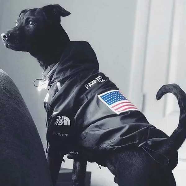Veste imperméable pour chien à motif drapeau Américain4