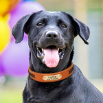 Collier de chien personnalisé en simili cuir gravé Accessoire chien Collier chien couleur: Bleu|Marron|Noir|Orange|Rouge