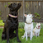 Collier en simili cuir personnalisé pour chat Accessoire chien Collier chien couleur: Beige|Rose|Vert