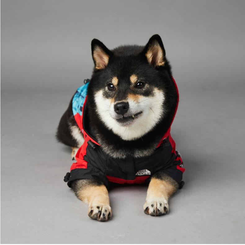 Veste imperméable pour chien à motif statue de la Liberté Vêtement chien Pull pour chien Matériau: Coton