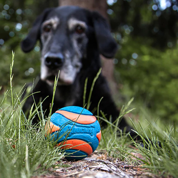 Balle à couineur en caoutchouc durable pour chiens Accessoire chien Jouets pour chien taille: S|M|L