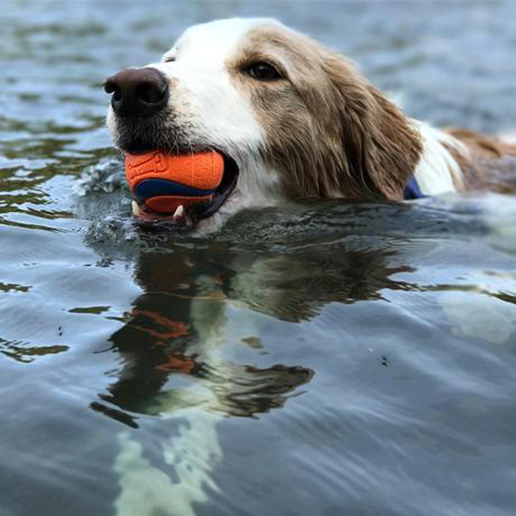 Balle de jeu en caoutchouc pour chien Accessoire chien Jouets pour chien taille: XXS|XS|S|M|L|XL|XXL