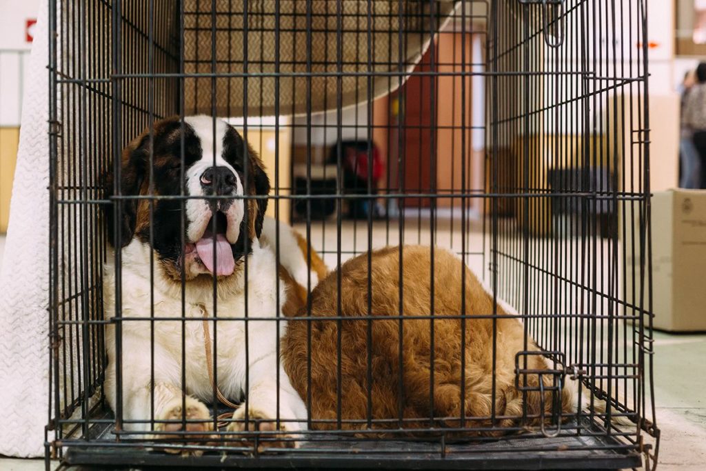 Un grand chien xxl de race Saint Bernard blanc et marron couché dans sa cage dans la maison