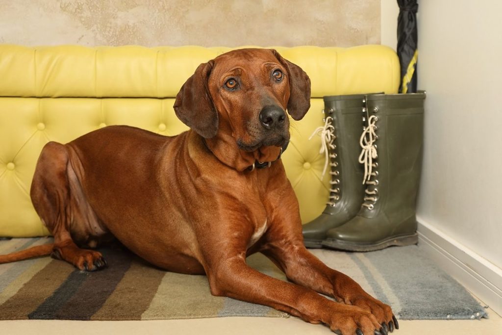 Un grand chien xxl marron couché sur le tapis devant un fauteuil jaune