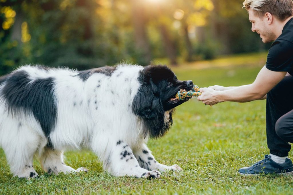 Un gros chien xxl qui joue avec son jouet et son maître dans un parc ensoleillé