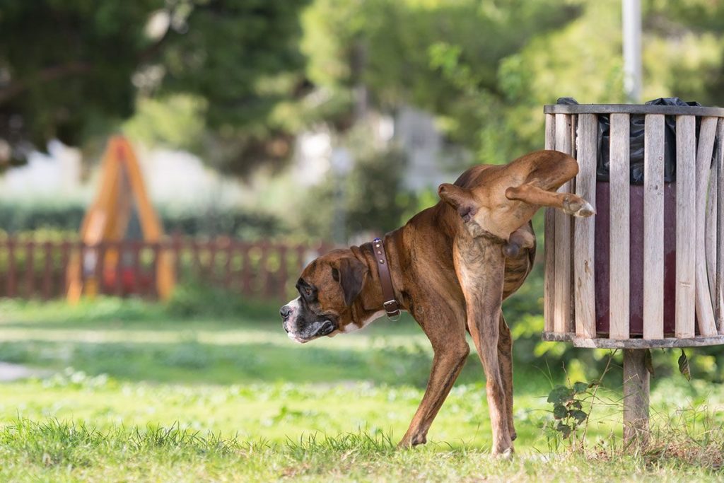 Un grand chien marron qui fait pipi en extérieur sur une poubelle en bois