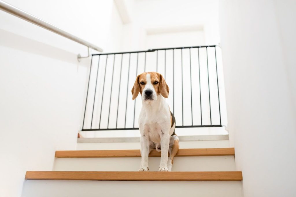 Un grand chien blanc et marron qui est bloqué dans les escaliers par une barrière pour chien