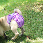 Culotte douce imprméable pour chiens Culotte Pour Chien Vêtement chien couleur: Gris|Noir|Violet