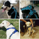 Harnais réfléchissant pour chien Accessoire chien Harnais chien couleur: Bleu|Bleu Foncé|Gris|Jaune|Marron|Noir|Orange|Rose|Rouge|Vert|Violet