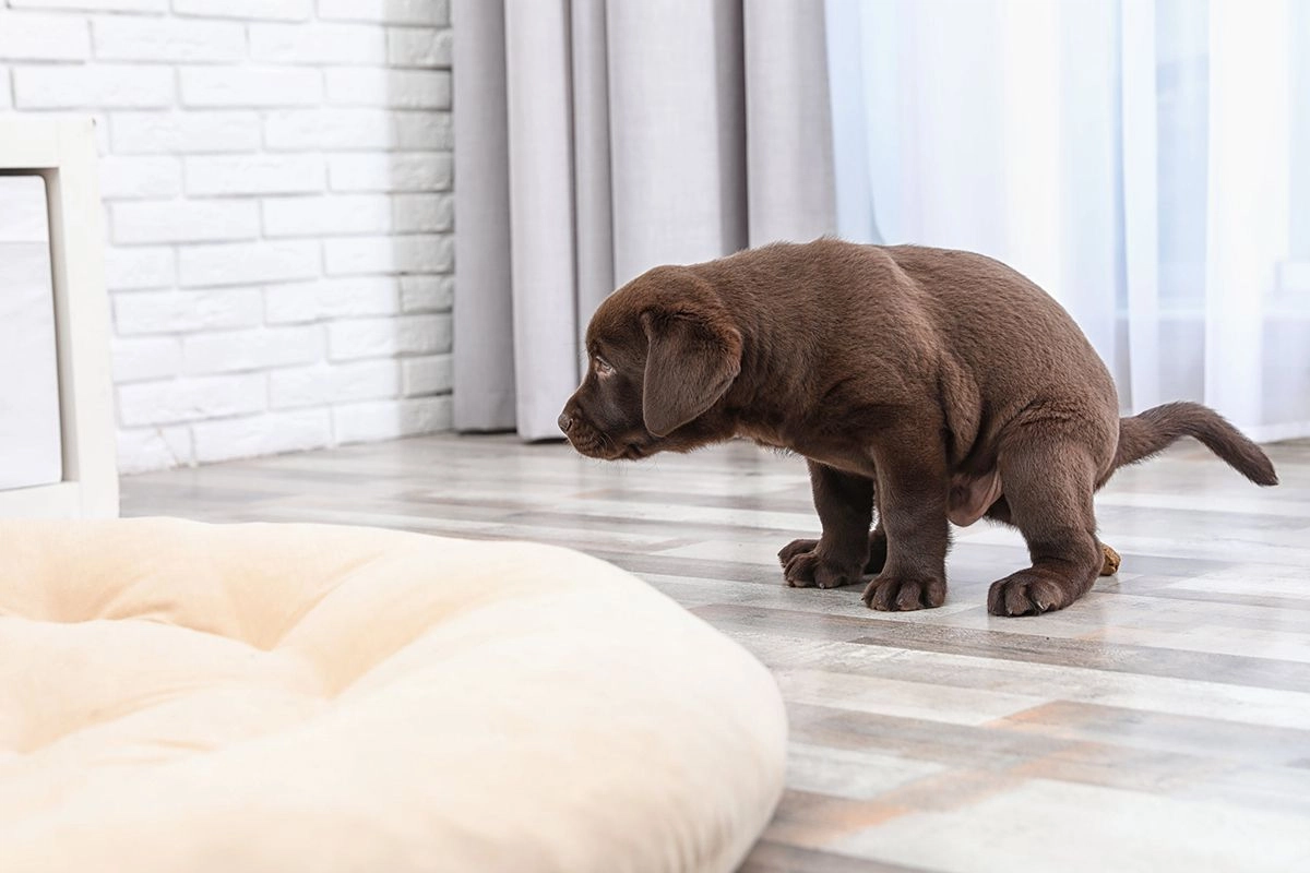 Un chien de race labrador de couleur chocolat qui fait caca dans la maison sur le parquet