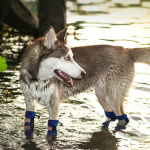Bottes antidérapantes pour grands chiens Chaussure pour chien Vêtement chien couleur: Bleu|Noir