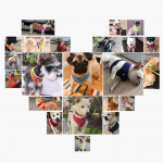 Harnais ajustable pour chien moyenne taille Accessoire chien Harnais chien couleur: Bleu|Jaune|Marron|Noir|Orange|Rose|Rouge|Violet