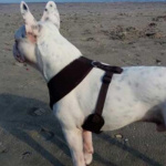 Harnais ajustable pour chien moyenne taille Accessoire chien Harnais chien couleur: Bleu|Jaune|Marron|Noir|Orange|Rose|Rouge|Violet