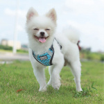 Harnais avec laisse pour chien Accessoire chien Harnais chien couleur: Blanc|Bleu|Bleu|Marron|Noir|Rose|Rouge