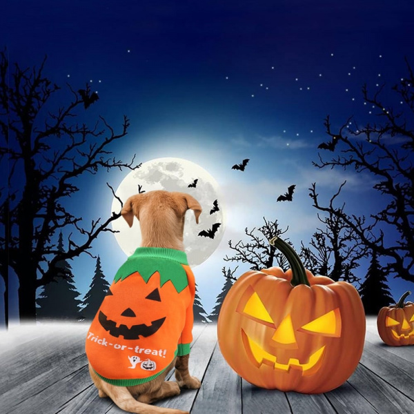 Pull halloween pour chien