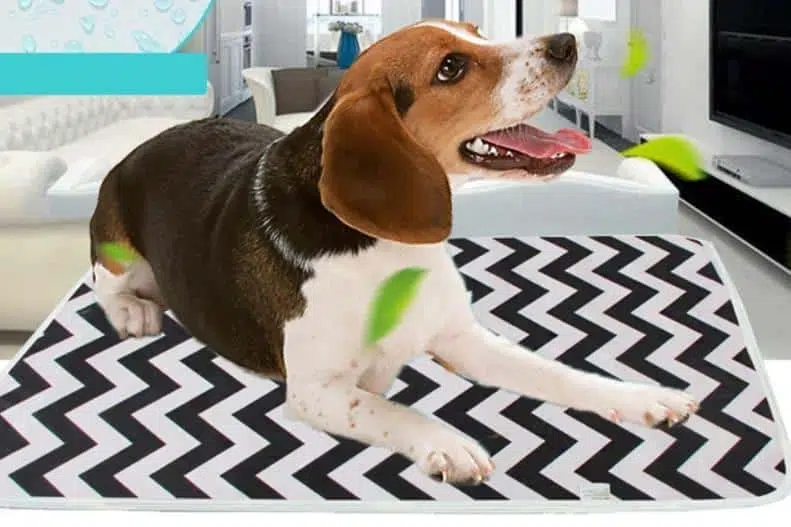 Tapis absorbant lavable pour chiens Tapis absorbant pour chien Tapis pour chiens taille: S|M|L|XL